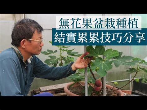 無花果樹種植|無花果的栽培照護方法